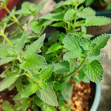 Catnip Seeds