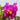 Cattleya Labiata Seeds Magenta