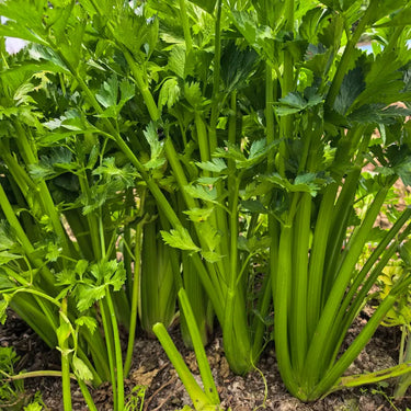 Celery Tango Organic