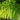 Celery Tango Organic