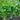 Celery Tango Organic