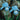 Rare Iris Seeds-Celestial Frost