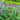 Celosia Cristata Seeds-Purple Pompon