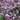 Celosia Cristata Seeds-Purple Pompon