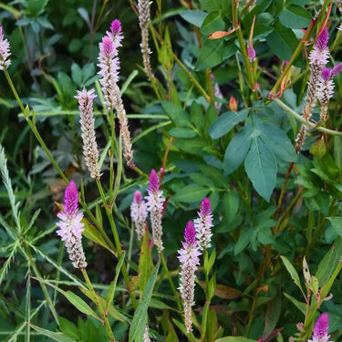 Celosia Cristata Seeds-Fresh Look Purple