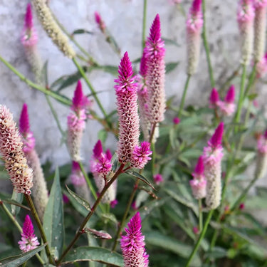 Celosia Cristata Seeds-Fresh Look Purple