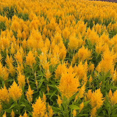 Celosia Cristata Seeds-Golden Armor
