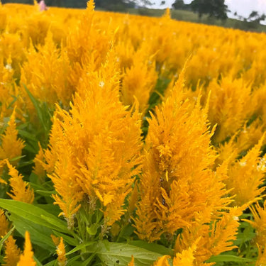 Celosia Cristata Seeds-Golden Armor