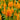 Celosia Cristata Seeds-Golden Armor
