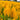 Celosia Cristata Seeds-Golden Armor