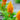 Celosia Cristata Seeds-Golden Armor
