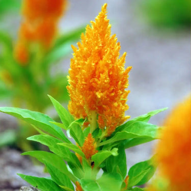 Celosia Cristata Seeds-Golden Armor