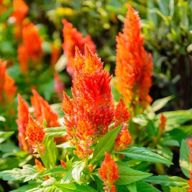 Celosia Cristata Seeds-Orange Glow