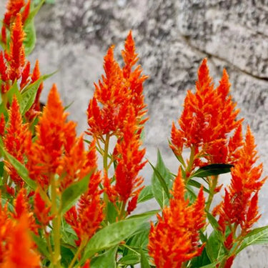 Celosia Cristata Seeds-Orange Glow