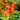 Celosia Cristata Seeds-Orange Glow