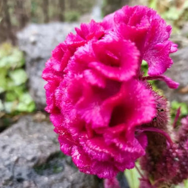 Celosia Cristata Seeds-Pink Plume
