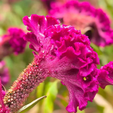 Celosia Cristata Seeds-Pink Plume