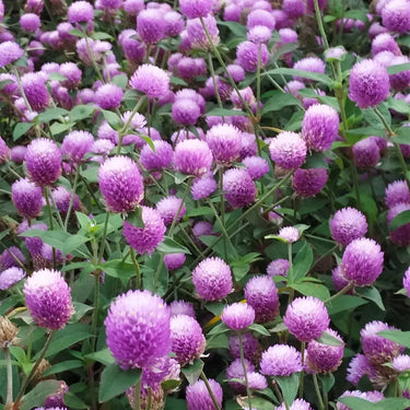 Celosia Cristata Seeds-Purple Pompon