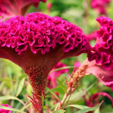 Celosia Cristata Seeds-Purple Robe