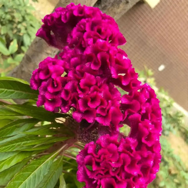 Celosia Cristata Seeds-Purple Robe
