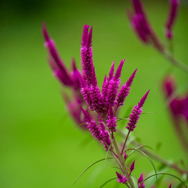 Celosia Cristata Seeds-Purple Spear