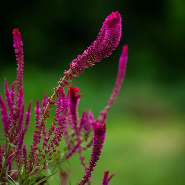Celosia Cristata Seeds-Purple Spear