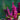 Celosia Cristata Seeds-Purple Spear