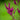 Celosia Cristata Seeds-Purple Spear