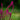 Celosia Cristata Seeds-Purple Spear