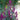 Celosia Cristata Seeds-Purple Spear