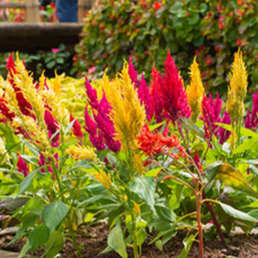 Celosia Cristata Seeds-Telecast Mix