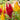 Celosia Cristata Seeds-Telecast Mix