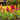 Celosia Cristata Seeds-Telecast Mix