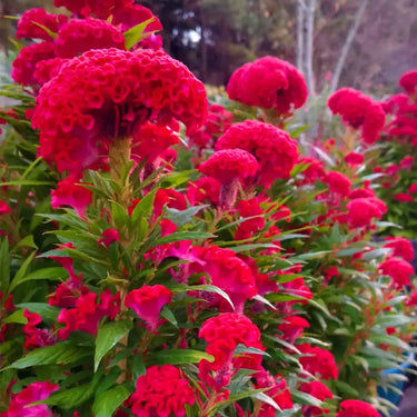 Celosia Cristata Seeds
