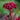 Celosia Cristata Seeds