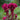 Celosia Cristata Seeds