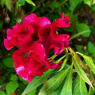 Celosia cristata 'Red Spear'