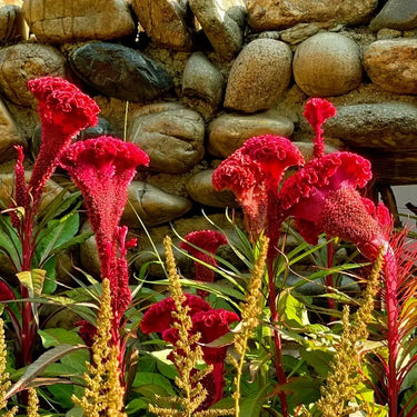 Celosia cristata 'Red Spear'