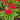 Celosia cristata 'Red Spear'