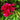 Celosia cristata 'Red Spear'