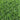 Centipede Grass Seed