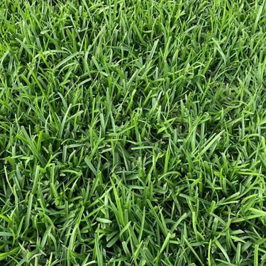 Centipede Grass Seed