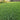 Centipede Grass Seed