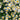Chamomile Seeds - Roman