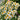 Chamomile Seeds - Roman