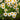 Chamomile Seeds - Roman