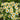 Chamomile Seeds - Roman