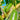 Chayote Squash Seeds - fruit and vine reference image