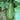 Chayote Squash Seeds - fruit and vine reference image