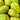 Chayote-Samen